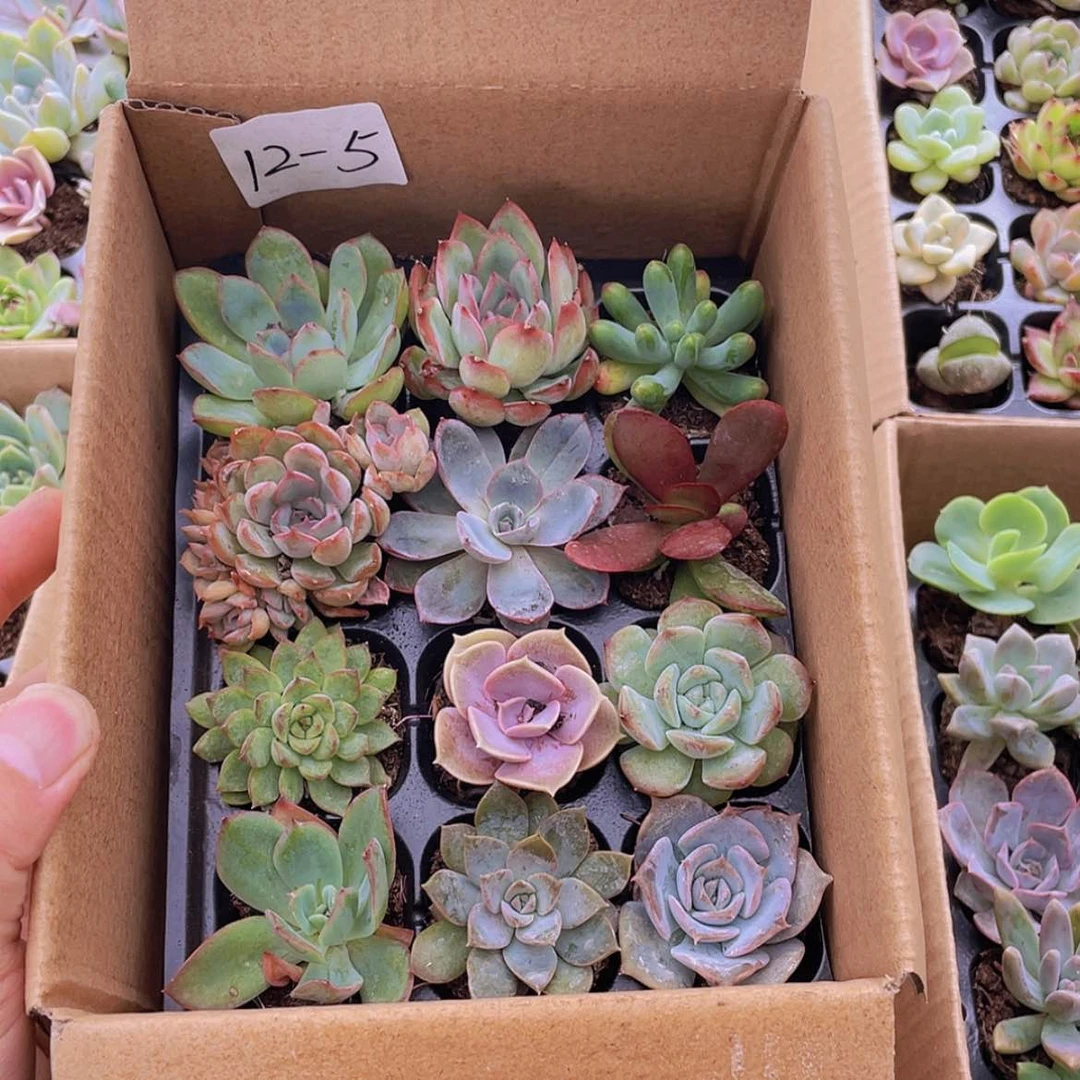 【闪购商品】12颗-5号约3-5厘米