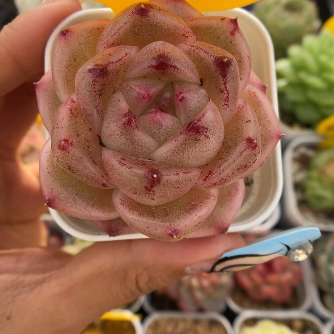 珍妮麦秆可拍633号。