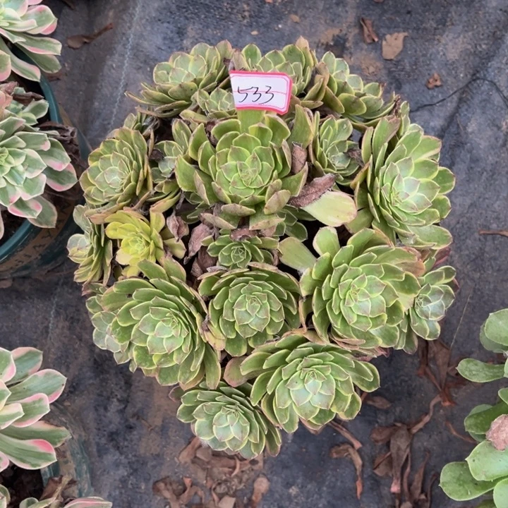 533半夏多肉植物法师