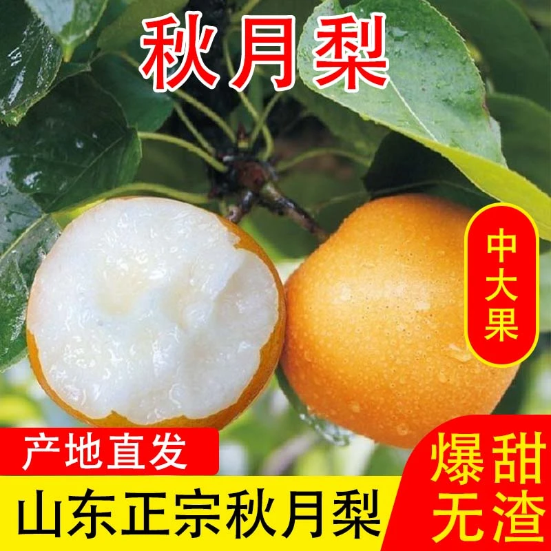 山东产地新鲜采摘产地直销秋月梨脆甜多汁核小肉厚细腻无渣