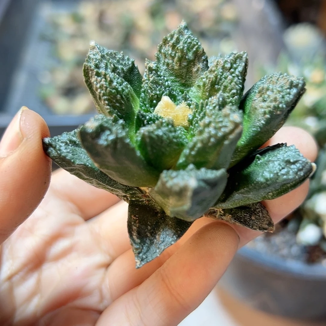 2日13号自根博士哥6.3公分