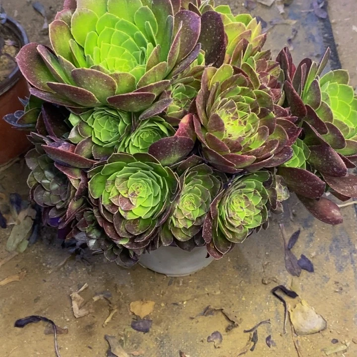 花月夜阴阳多肉断头不包1262