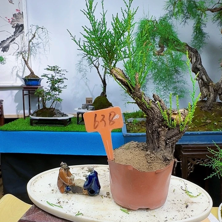 友***菜无花朵三春柳柽柳带盆包邮