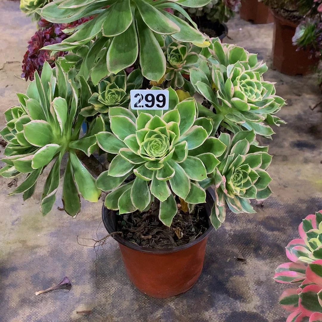 豆**爸多肉大叶绿玫瑰299.000000