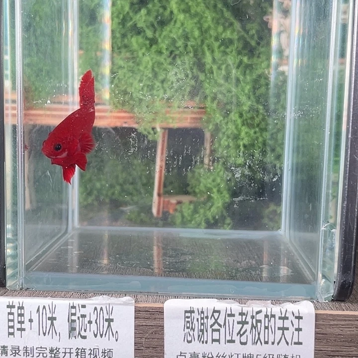 斗鱼活体不退不换 谢谢