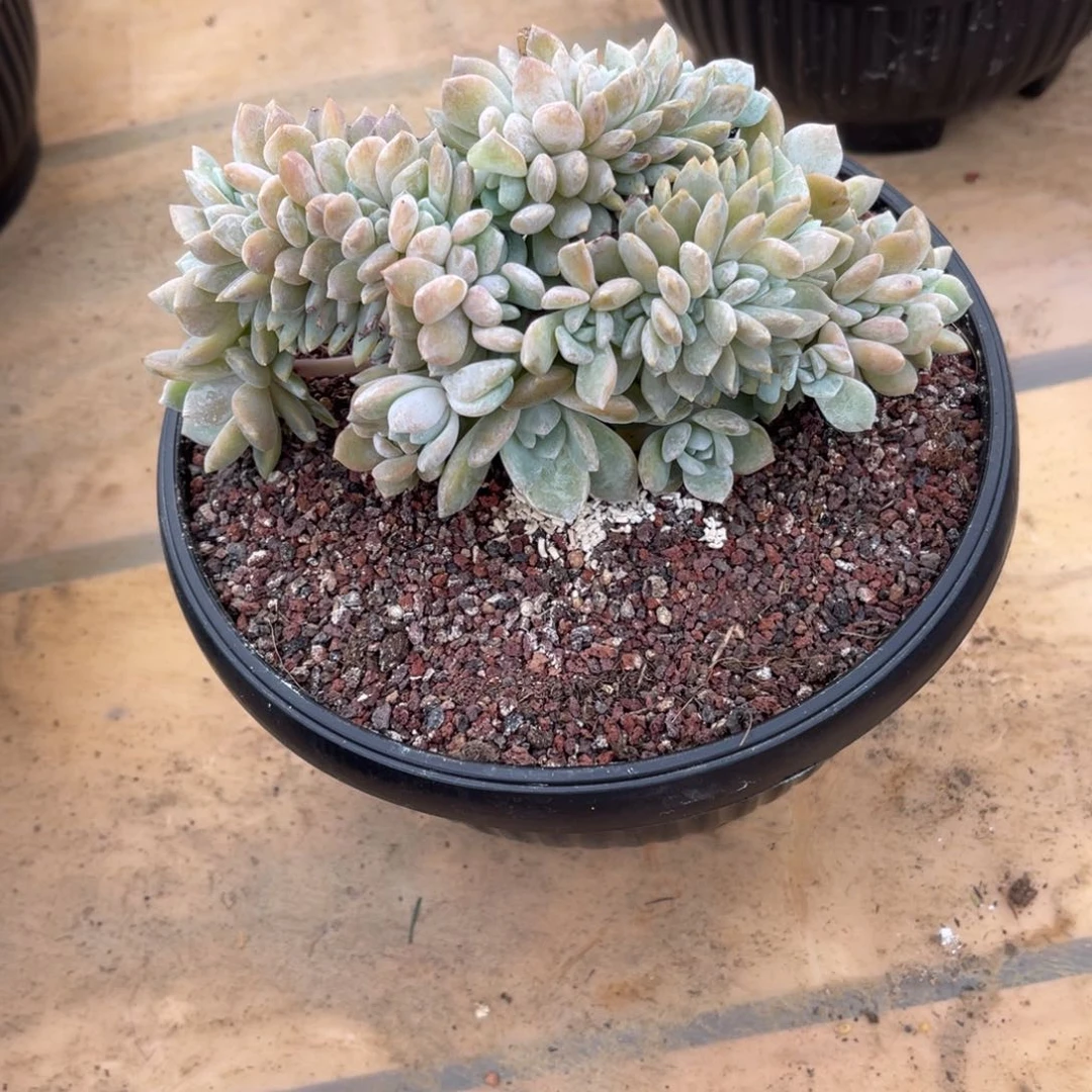 雨落姐姐梦之雪小树多缀