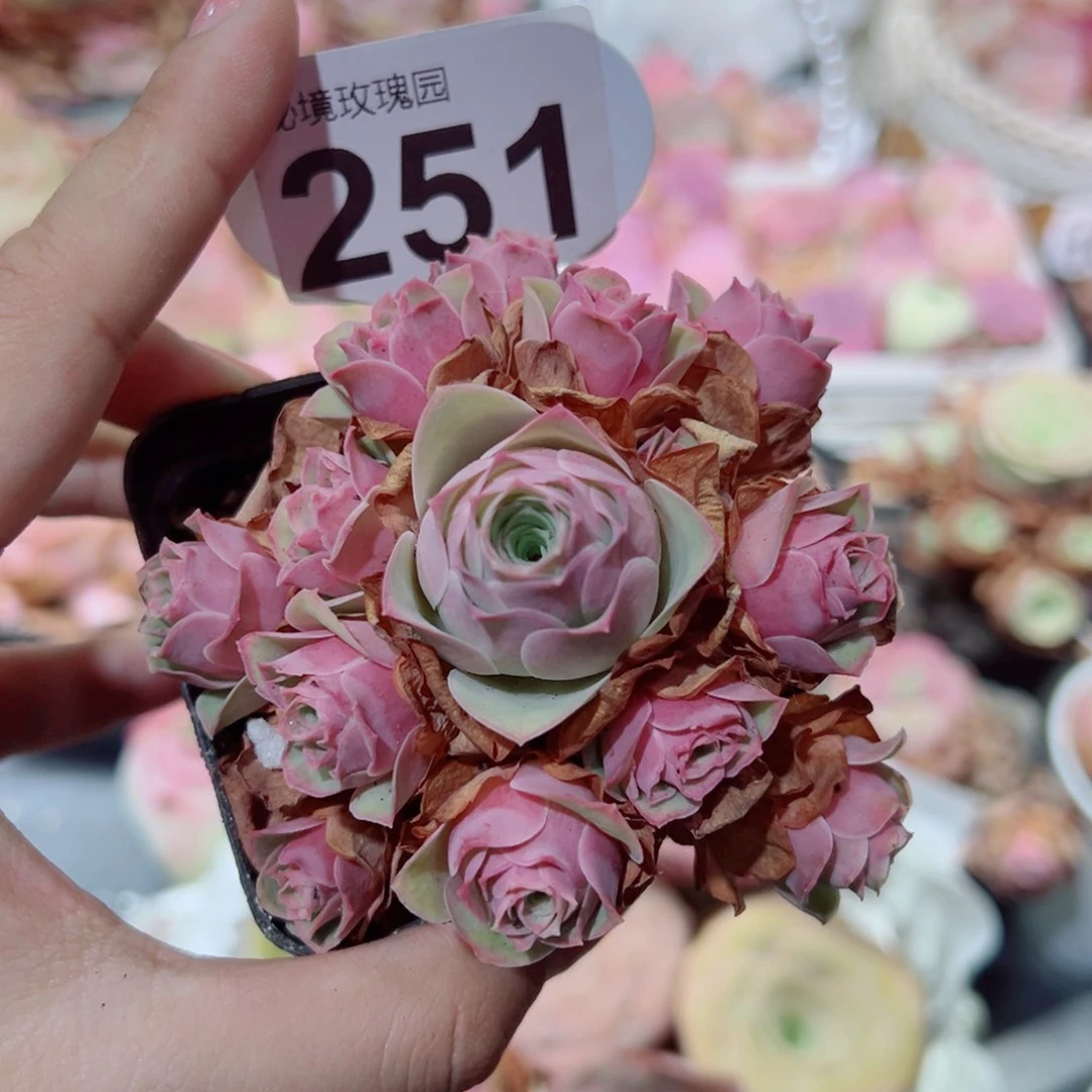 什****事251水蜜桃杂手捧花。