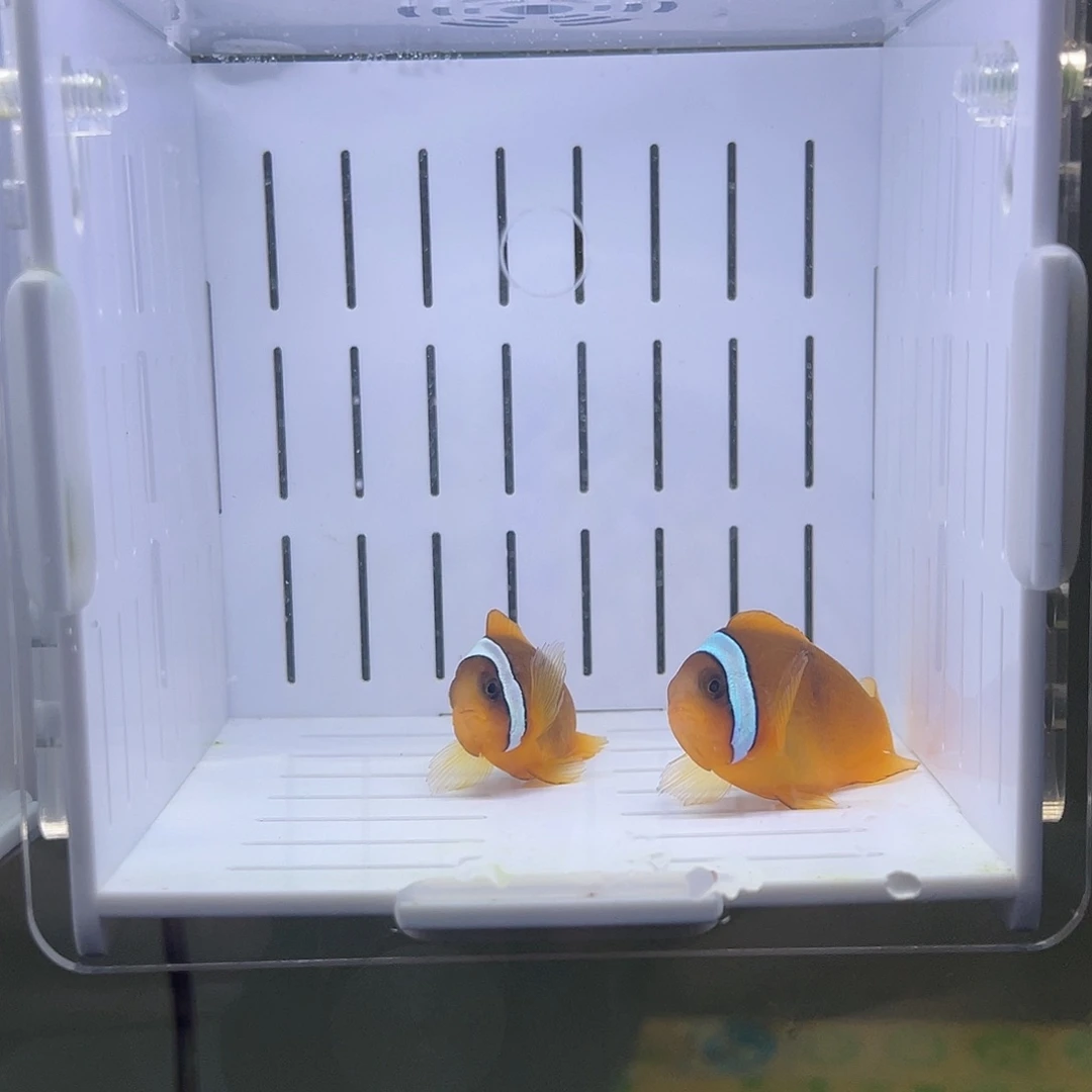 海水鱼番茄小丑鱼