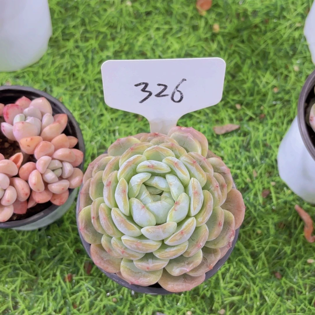 听*我的小可爱们都好可爱