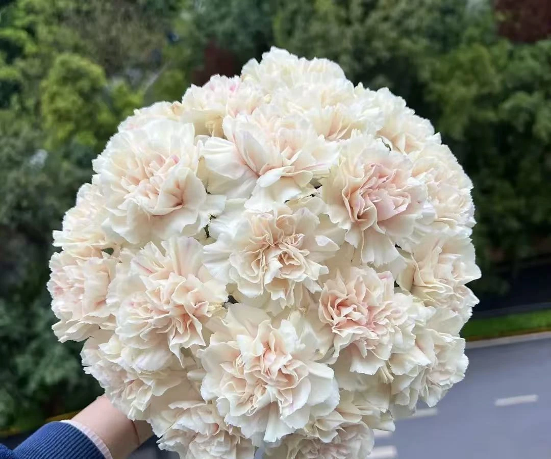 初吻康乃馨顺丰任意两单包邮！0℃以下拍保温棉！受冻不售后！