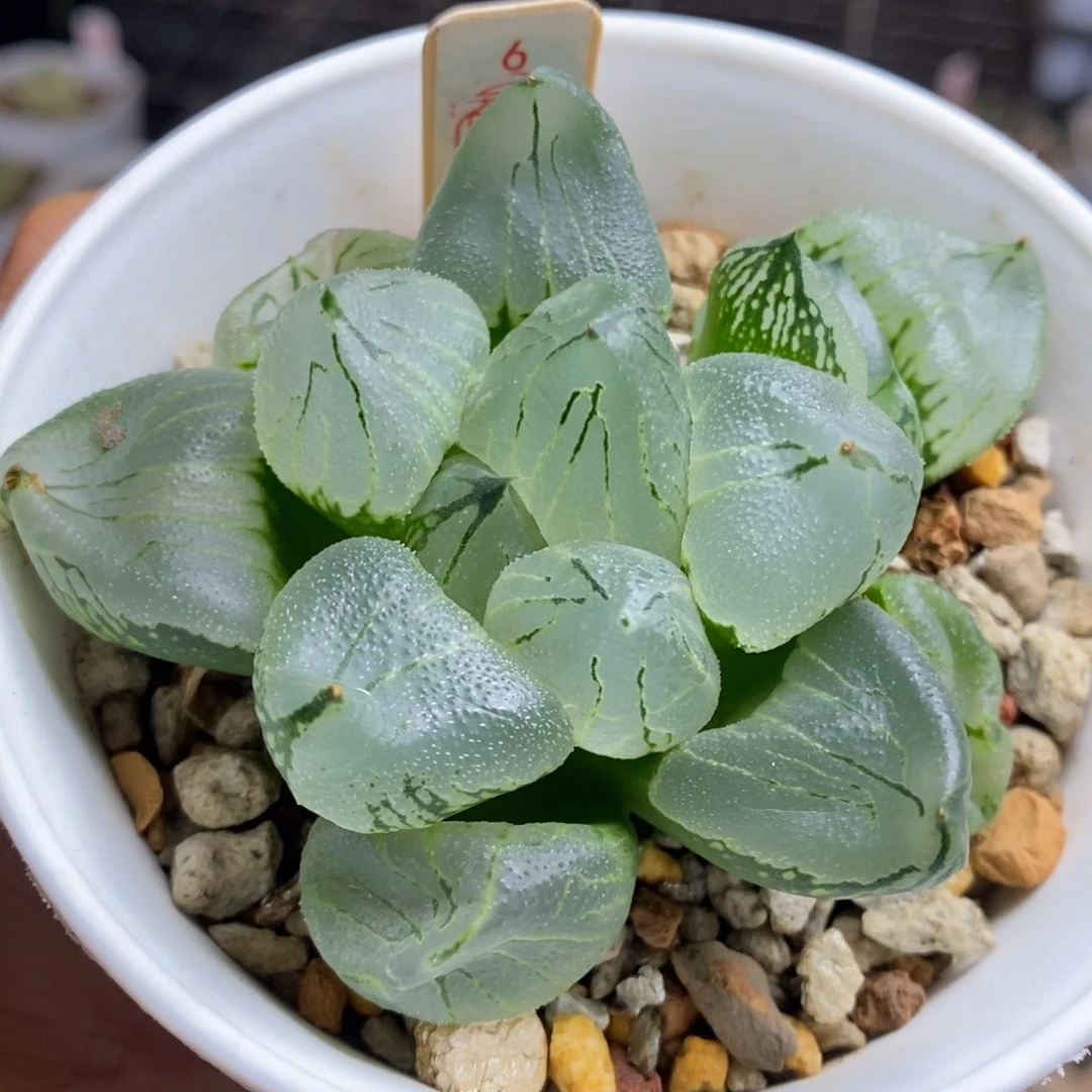 6号虞美人多肉植物