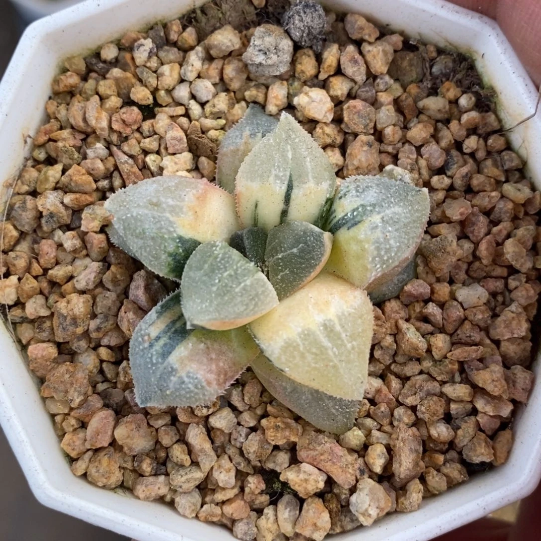 一颗实生磨面寿锦
