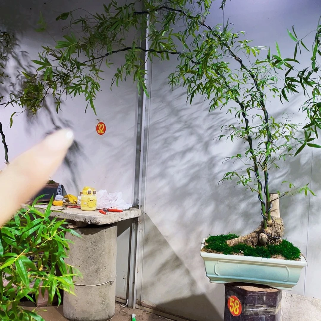 无花朵W*小叶簕竹熟桩陶瓷盆一物一拍