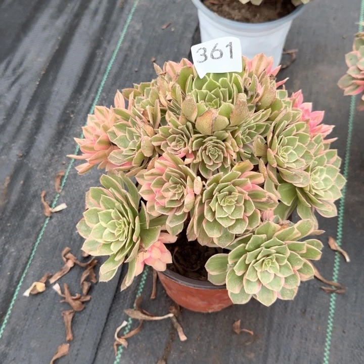 黑魔锦法师一颗，361