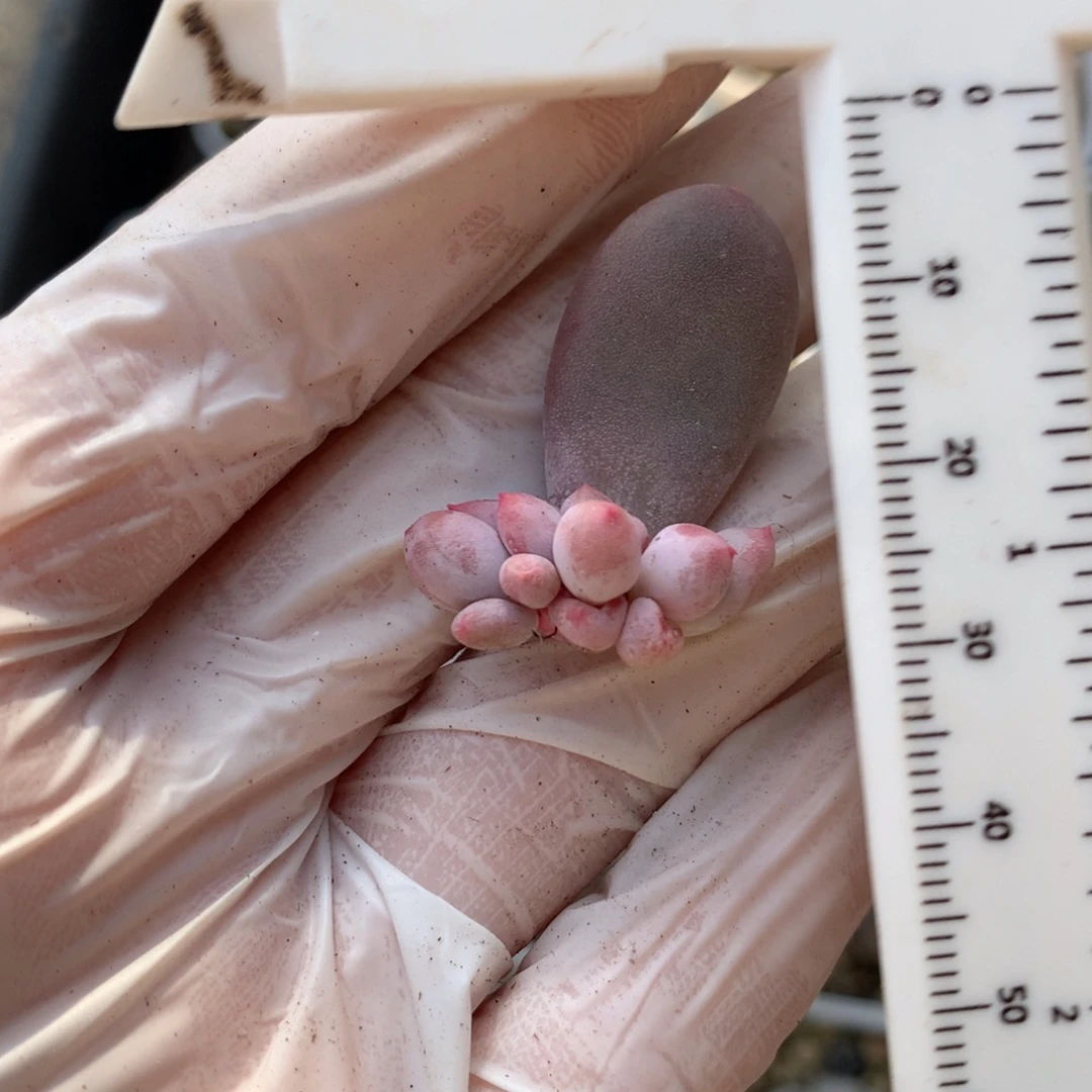 苒***。有锦基因彩虹奶酪哦