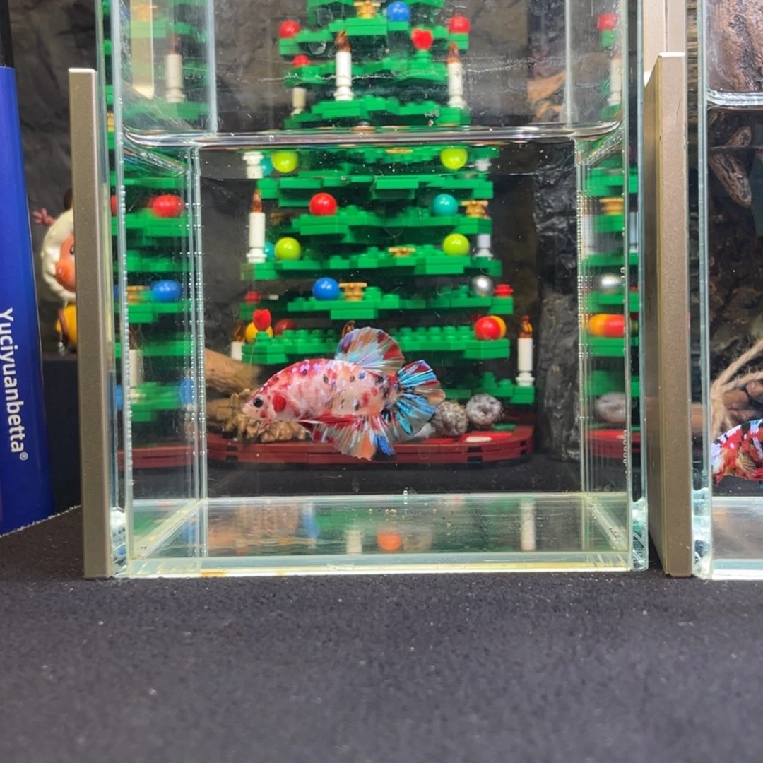 斗鱼十二月十七日竞价