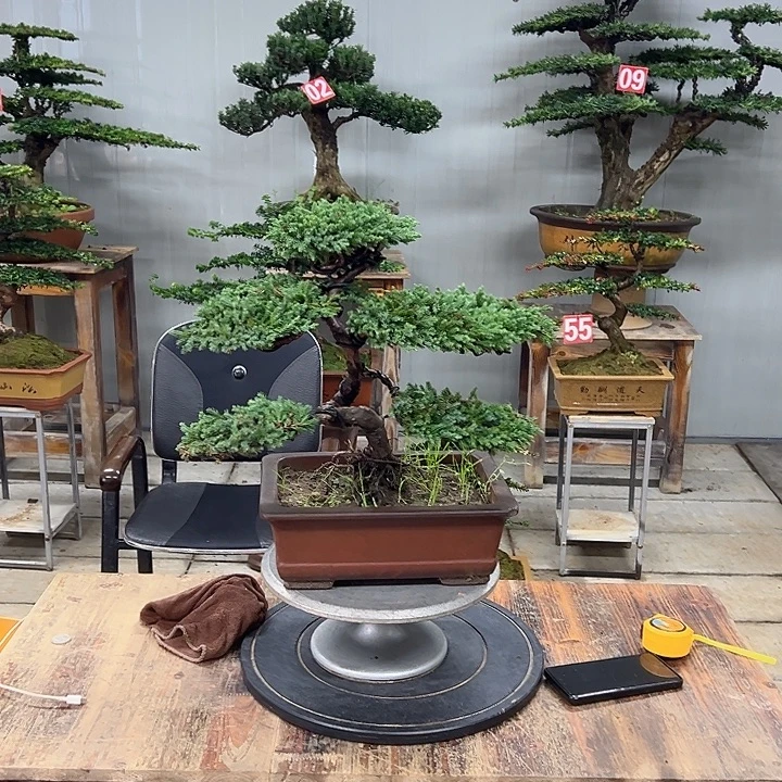 无花朵原生老珍珠柏树