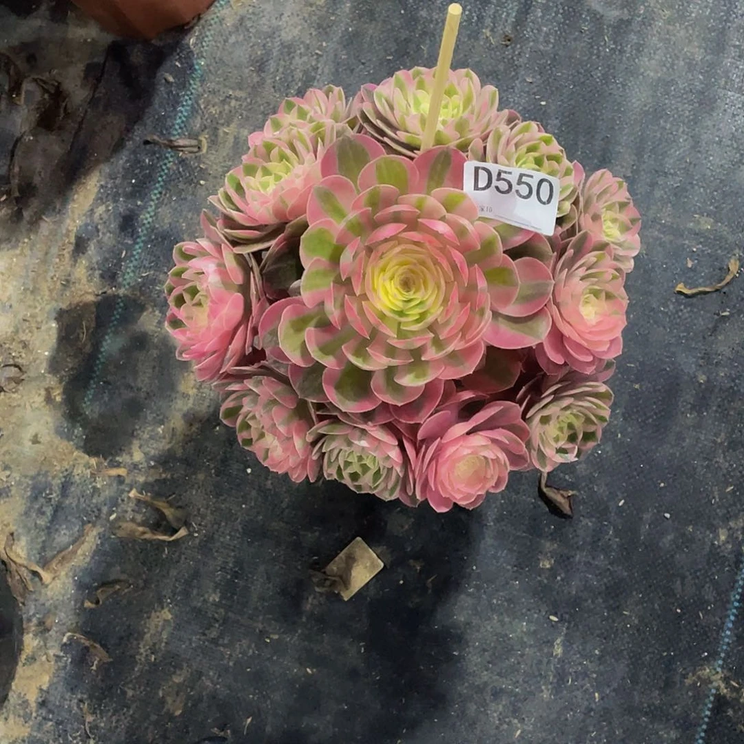 倾城多肉     550