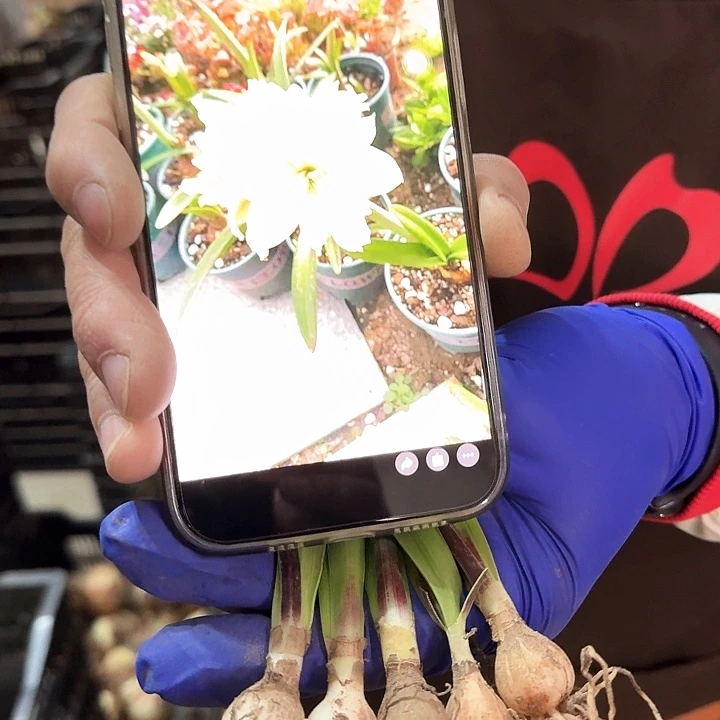 雏鹤直径1.5厘米左右自然球