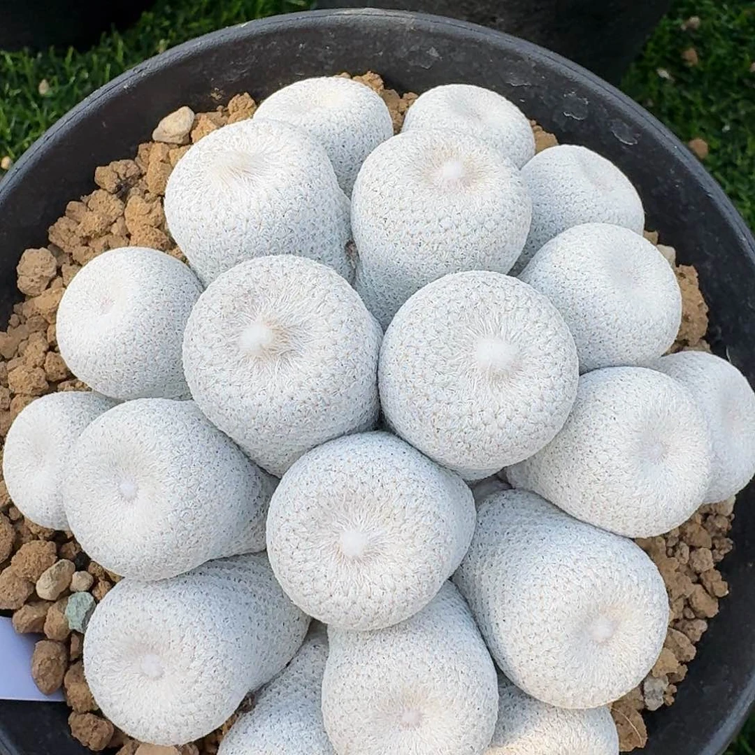 月世界……专拍直播间