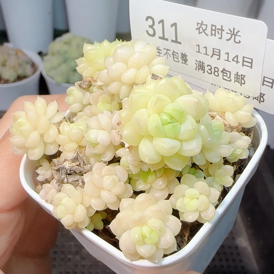 1114-311ht-65麦杆专拍