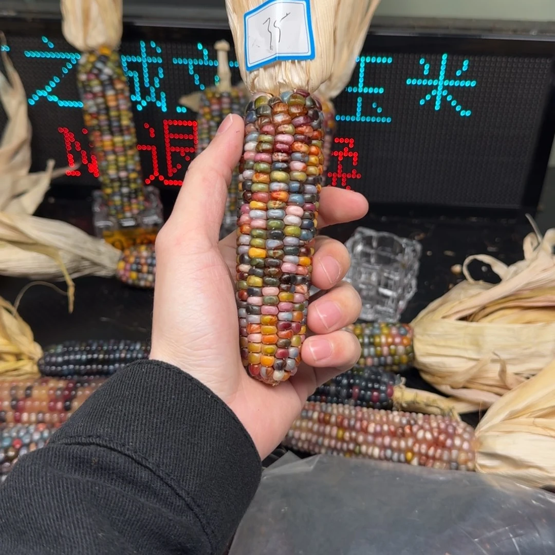 柏香籽/百香籽吊坠F****呆