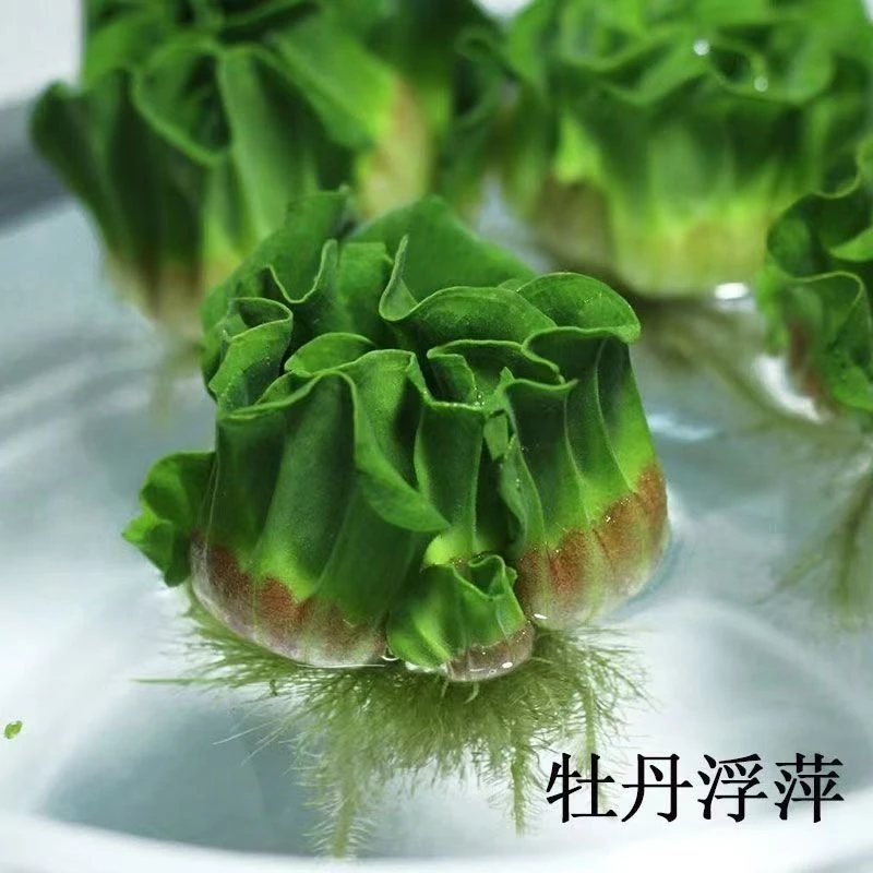 新手养草净浮萍莲花座牡丹浮萍化水质鱼缸鱼塘鱼池懒人造景