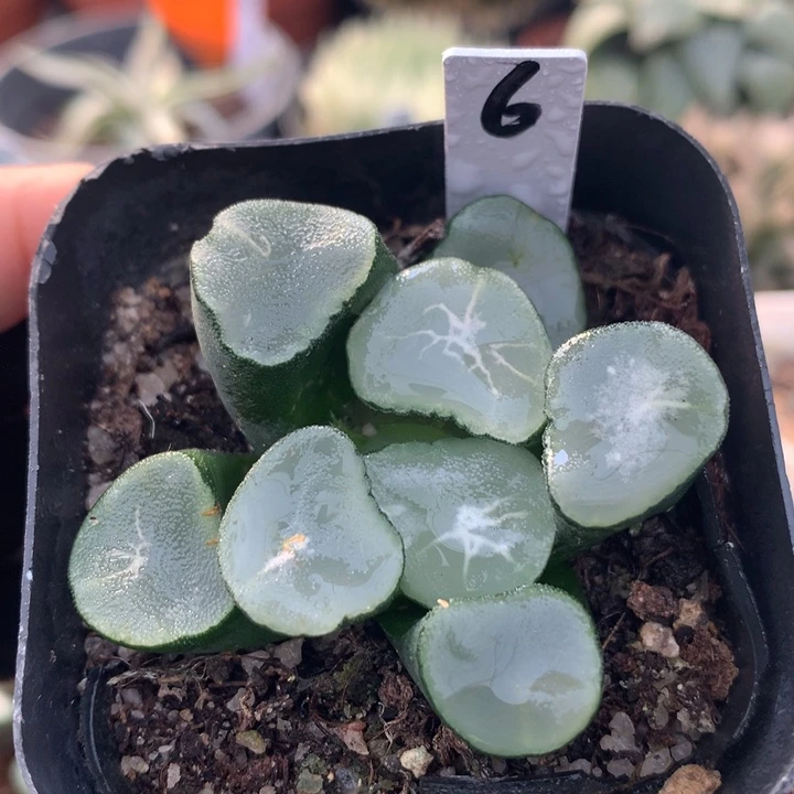 望乡万象，带盆发货