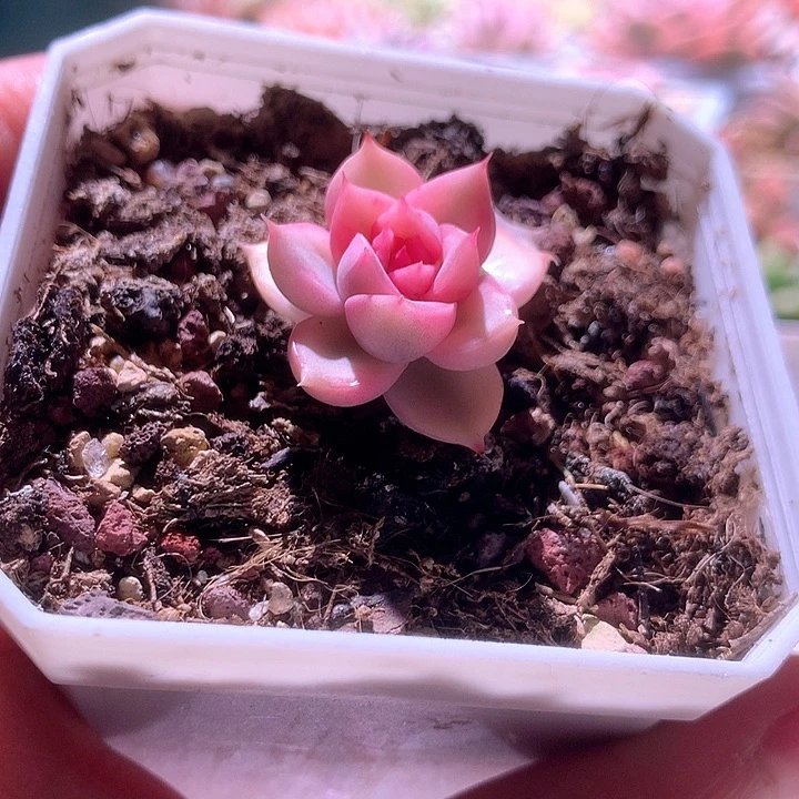 血色浪漫覆轮锦有根