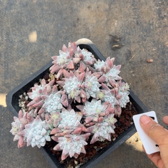 无*谢谢姐姐～一物一拍834