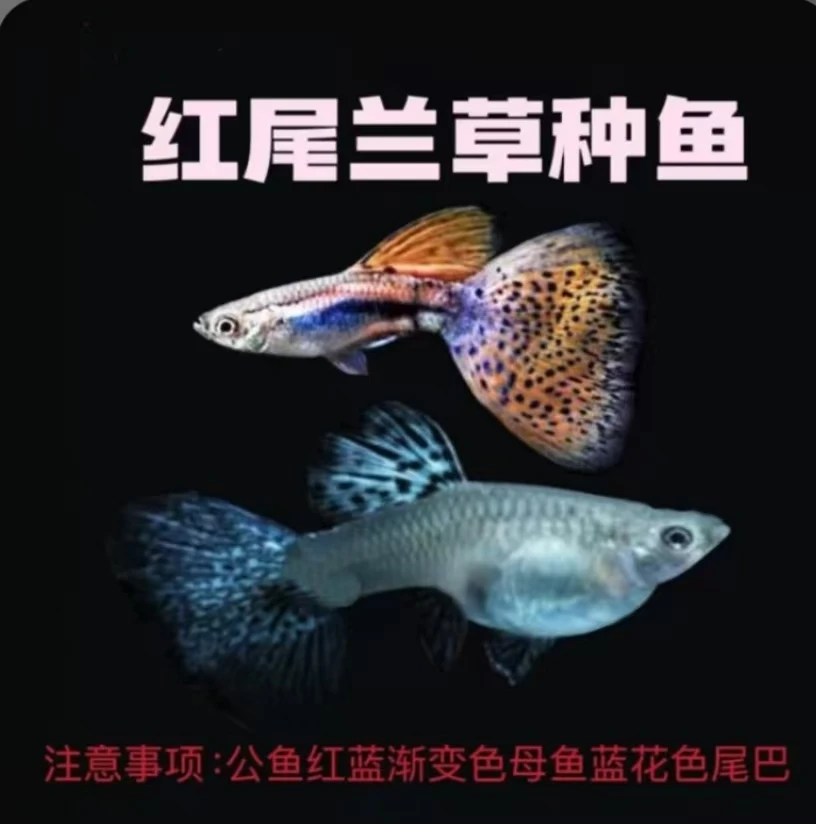 精品红草尾孔雀鱼小型鱼热带鱼观赏鱼孔雀鱼（入缸后不包损）