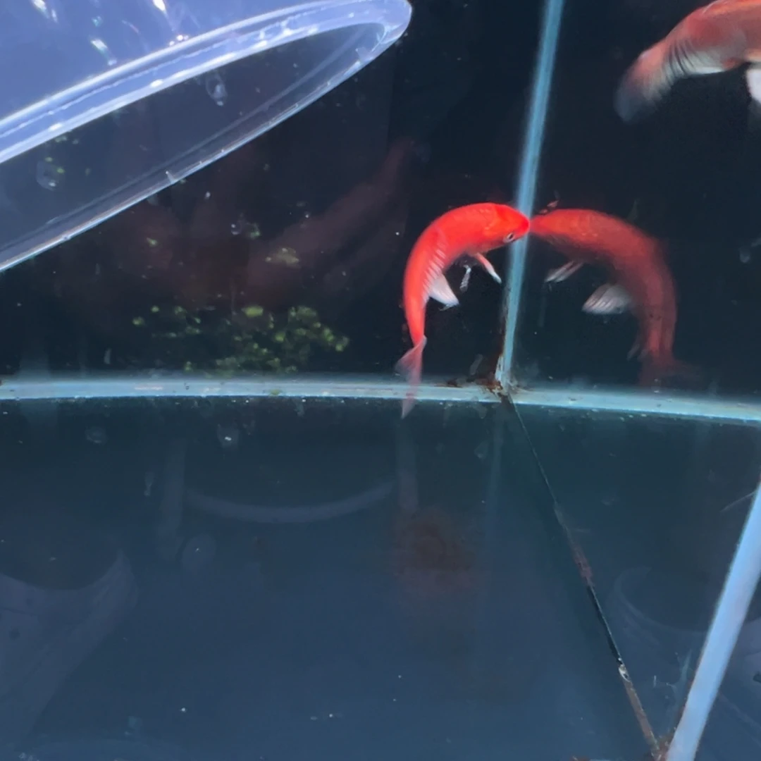 蝴蝶鲤敏**言蝴蝶鲤