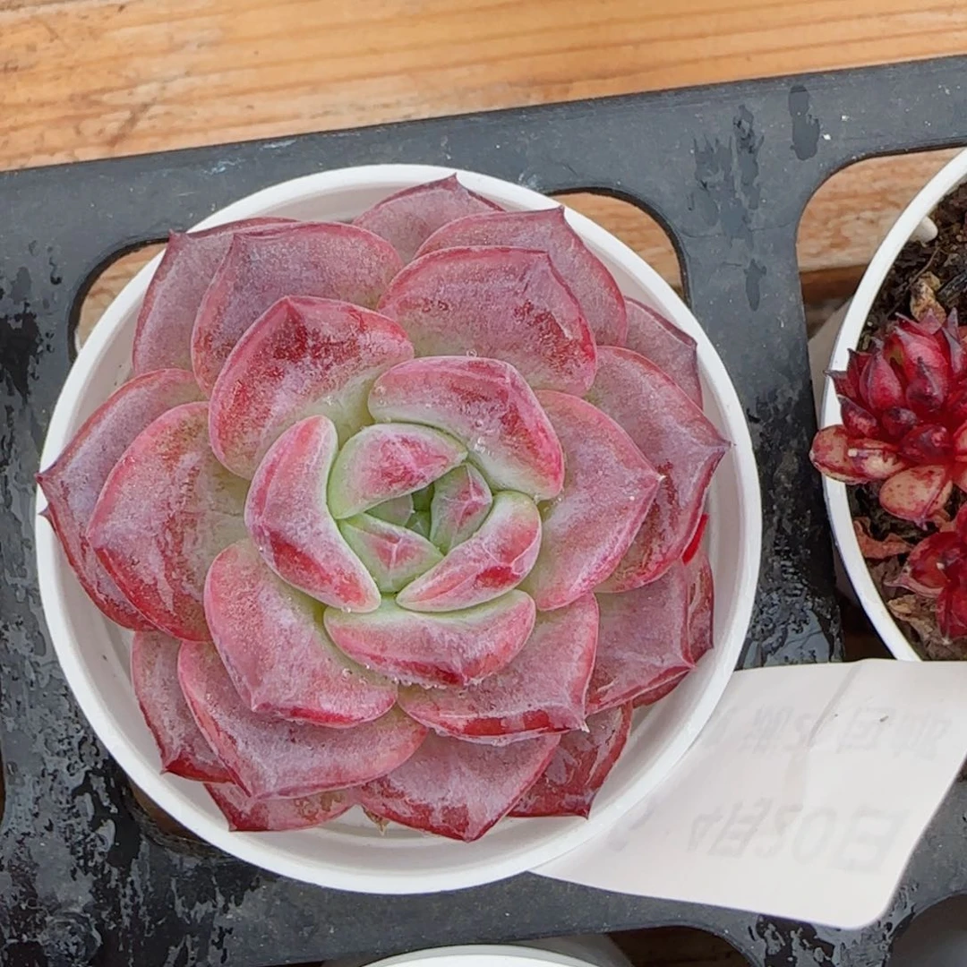 花语逸镜0420-256