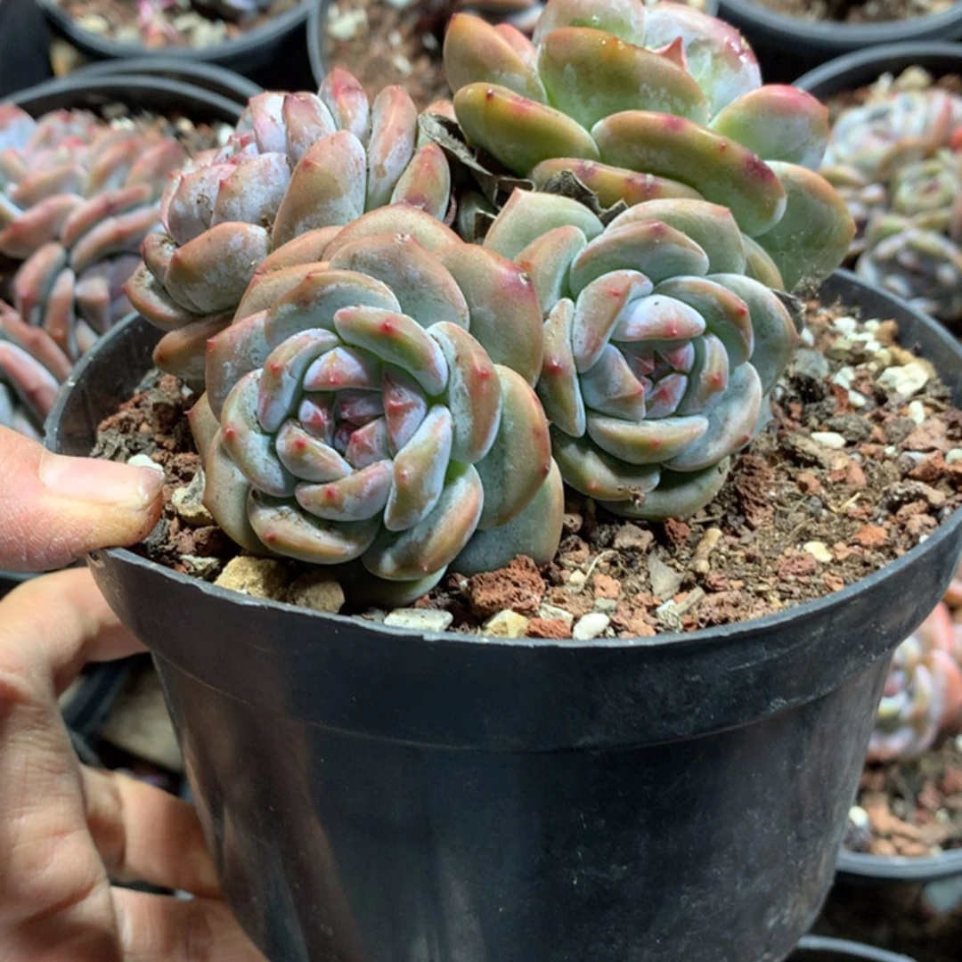 哈哈哈哈哈哈哈哈哈