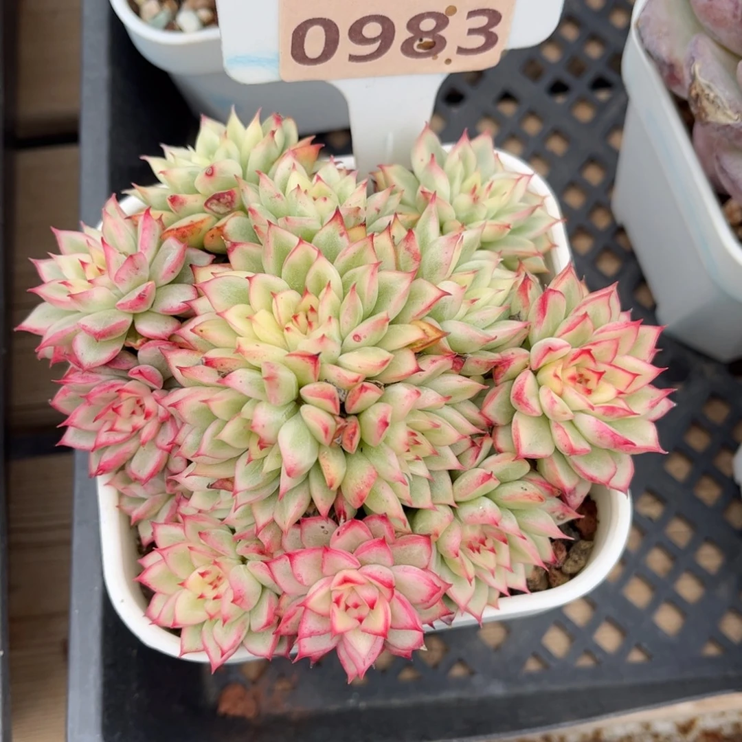 多肉植物0983………..