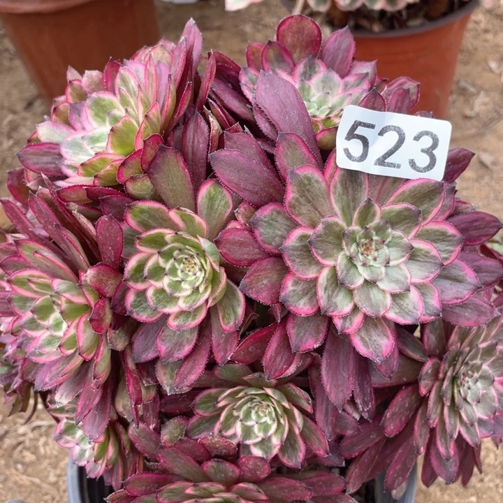 523多肉植物紫霞