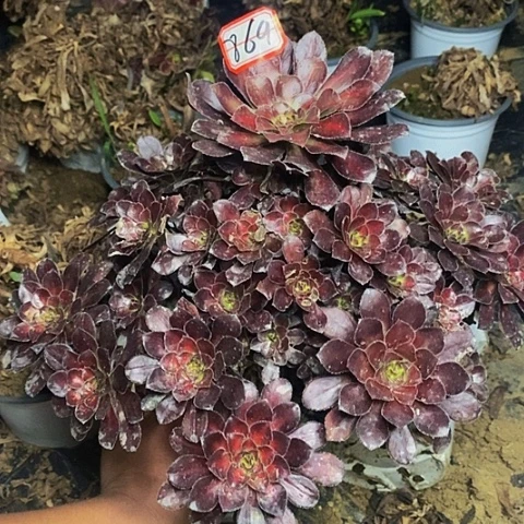 红铜壶中斑锦老桩捧花869号
