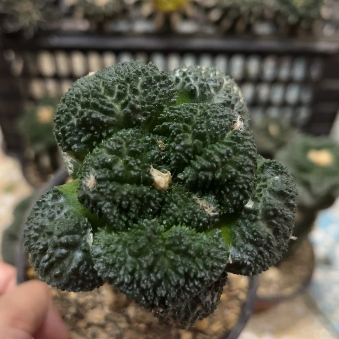 7.3公分哥斯拉仙人球福利出