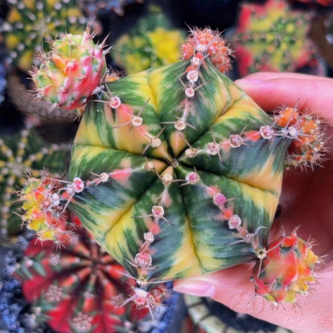 侧芽可出 288一个 米哈仙人球