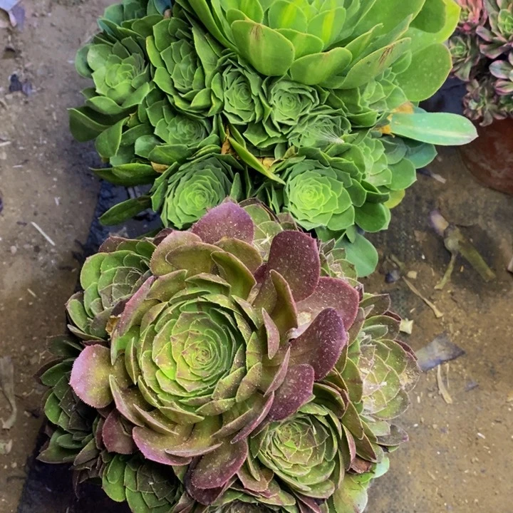 两盆多肉断头不包0473