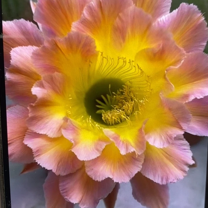 彩草星火带根5公分左右微瑕