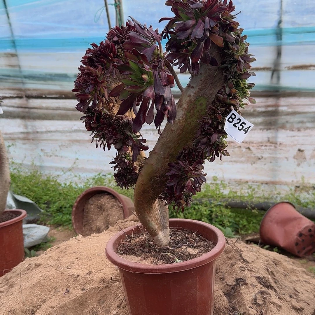 254黑法师有伤一颗38高度