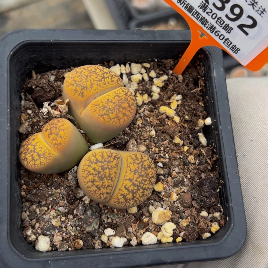 392 一物一拍，默认有伤，介意勿拍，不退不换