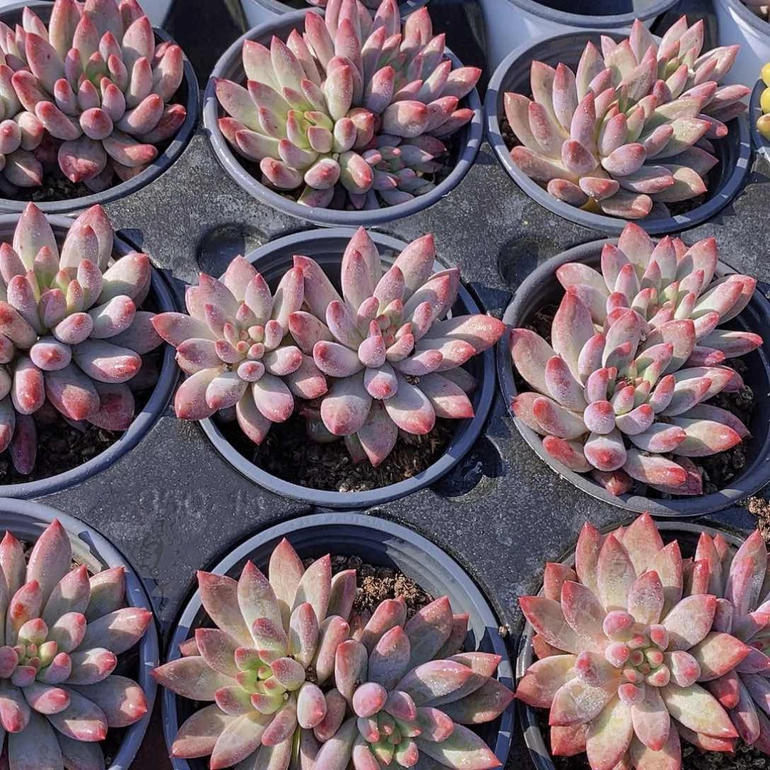 0630- 双头 虞美人福利一颗 量拍