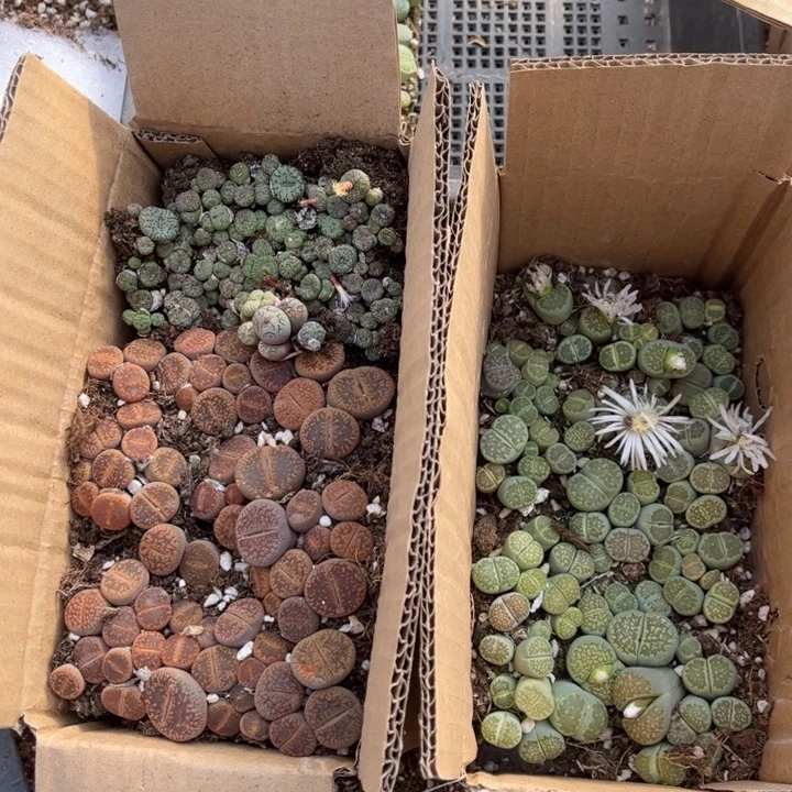 一箱三品种混搭88888888888