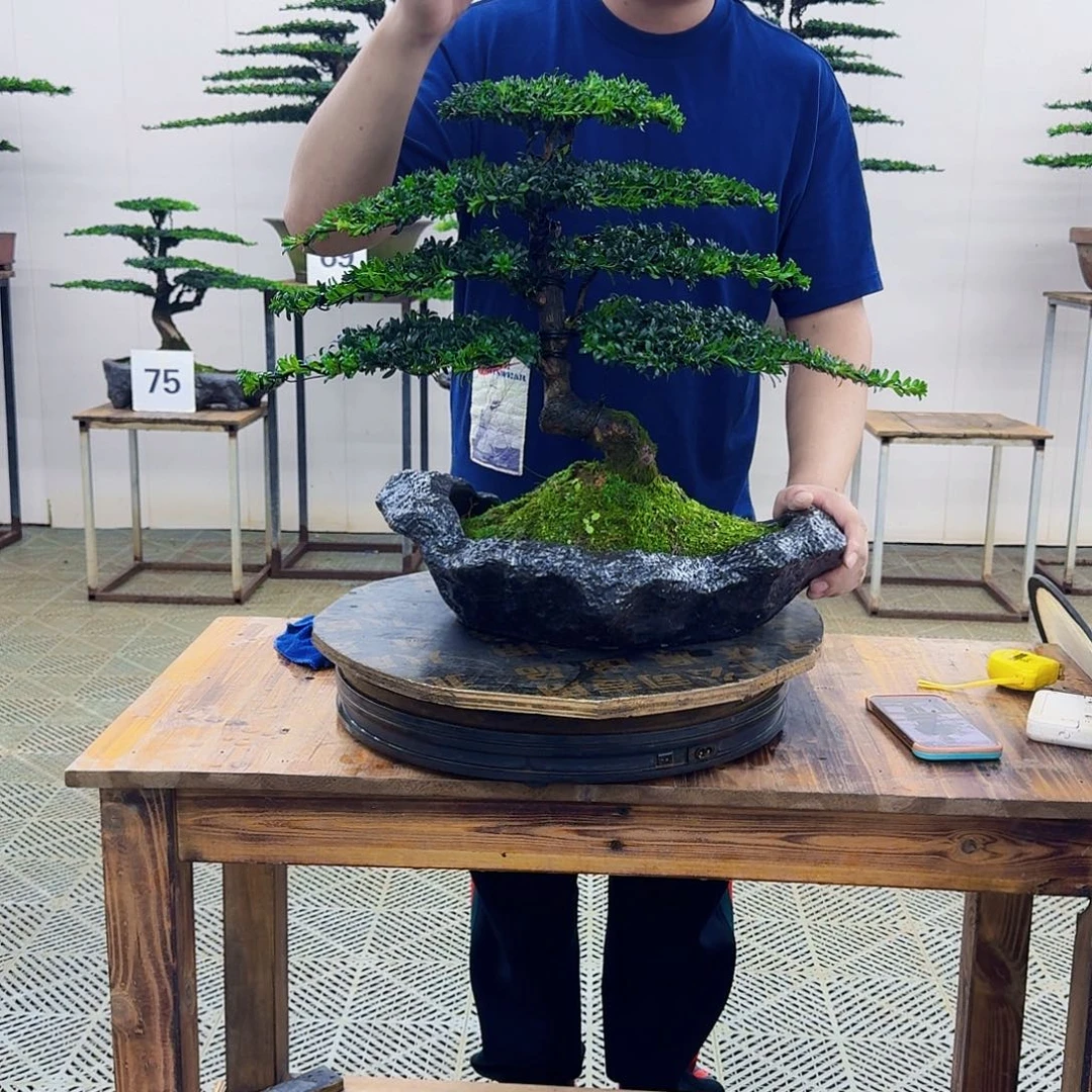 无花朵珍珠罗汉松造型盆景