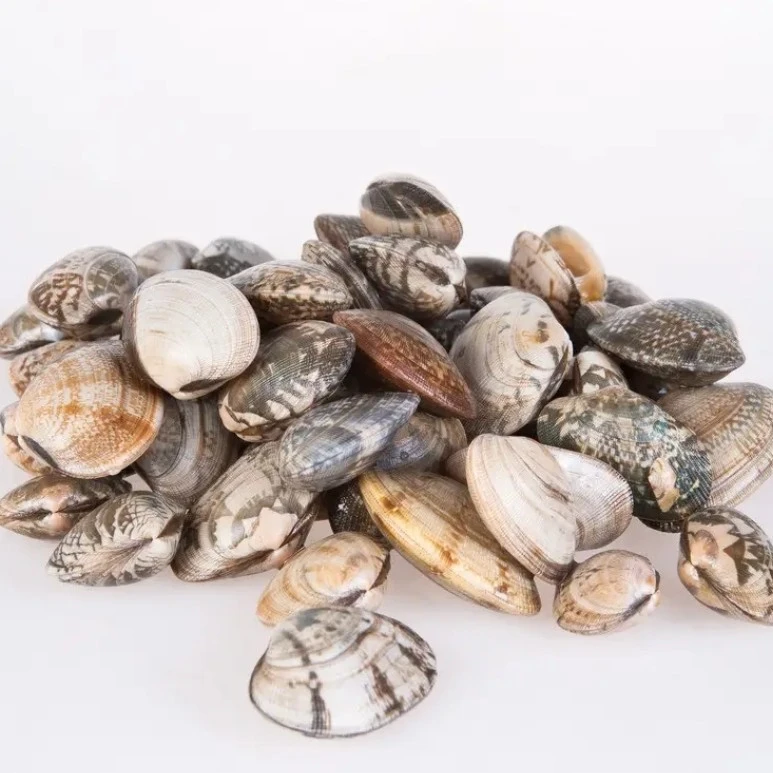 鲜活 花甲王（已吐沙）