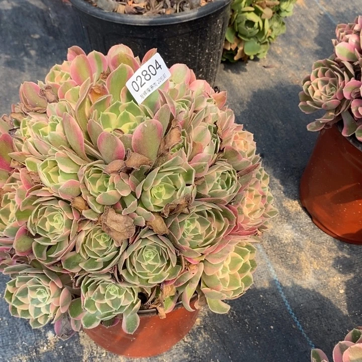 02804邀约多肉植物