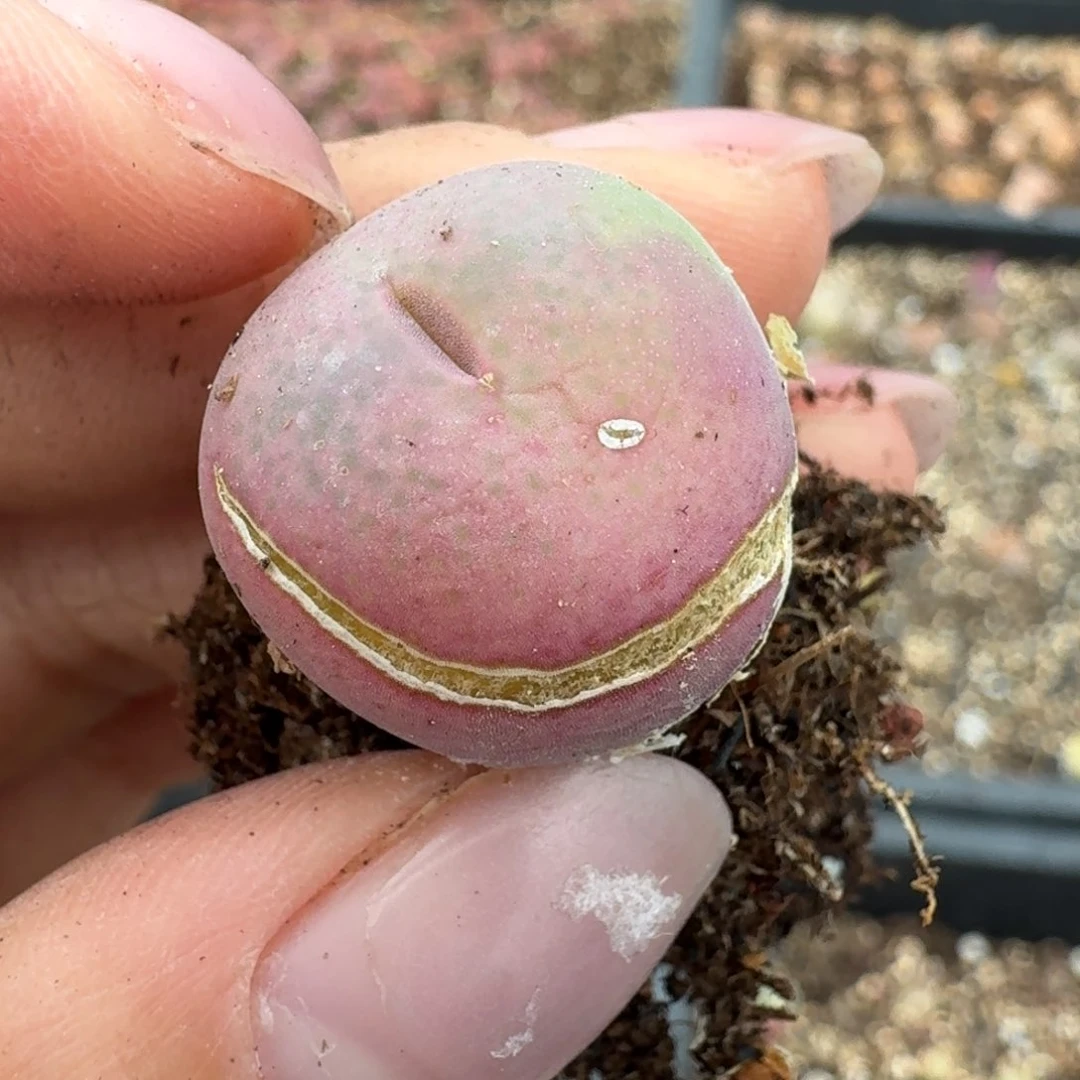 407翠光子了00000000000