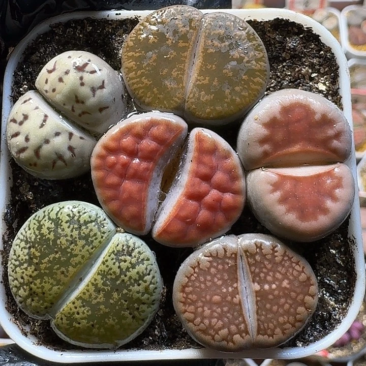 生石花111111。   176